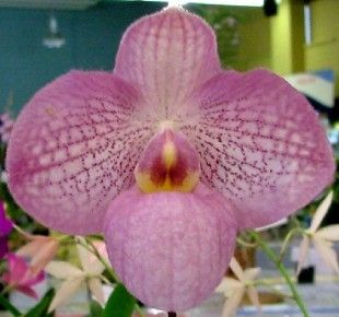 orchidea1.jpg